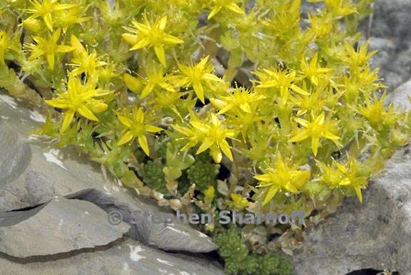 sedum acre 2 graphic